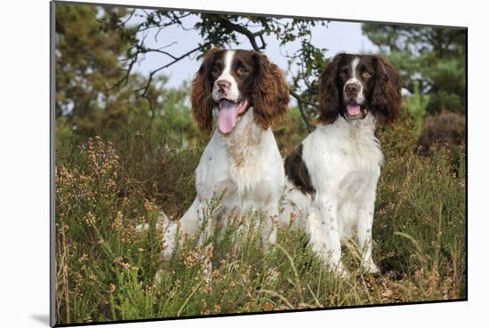 English Springer Spaniel Pair Sitting in Heather-null-Mounted Photographic Print