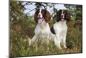 English Springer Spaniel Pair Sitting in Heather-null-Mounted Photographic Print