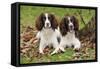 English Springer Spaniel Pair Sitting in Leaves-null-Framed Stretched Canvas