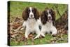 English Springer Spaniel Pair Sitting in Leaves-null-Stretched Canvas