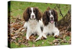 English Springer Spaniel Pair Sitting in Leaves-null-Stretched Canvas