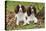 English Springer Spaniel Pair Sitting in Leaves-null-Stretched Canvas