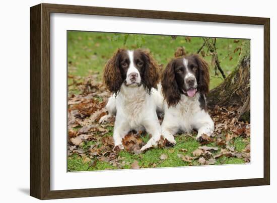 English Springer Spaniel Pair Sitting in Leaves-null-Framed Photographic Print