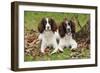 English Springer Spaniel Pair Sitting in Leaves-null-Framed Photographic Print