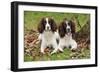 English Springer Spaniel Pair Sitting in Leaves-null-Framed Photographic Print