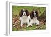 English Springer Spaniel Pair Sitting in Leaves-null-Framed Photographic Print