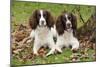 English Springer Spaniel Pair Sitting in Leaves-null-Mounted Photographic Print