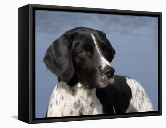 English Springer Spaniel, Portrait-Lynn M^ Stone-Framed Stretched Canvas