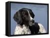 English Springer Spaniel, Portrait-Lynn M^ Stone-Framed Stretched Canvas