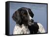 English Springer Spaniel, Portrait-Lynn M^ Stone-Framed Stretched Canvas