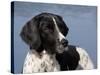 English Springer Spaniel, Portrait-Lynn M^ Stone-Stretched Canvas