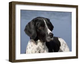 English Springer Spaniel, Portrait-Lynn M^ Stone-Framed Photographic Print