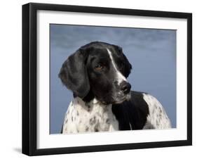 English Springer Spaniel, Portrait-Lynn M^ Stone-Framed Photographic Print