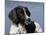 English Springer Spaniel, Portrait-Lynn M^ Stone-Mounted Photographic Print