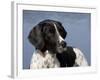 English Springer Spaniel, Portrait-Lynn M^ Stone-Framed Photographic Print