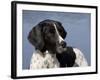 English Springer Spaniel, Portrait-Lynn M^ Stone-Framed Photographic Print