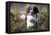 English Springer Spaniel Running Through Heather-null-Framed Stretched Canvas