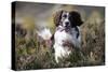 English Springer Spaniel Running Through Heather-null-Stretched Canvas