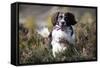 English Springer Spaniel Running Through Heather-null-Framed Stretched Canvas