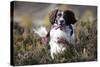 English Springer Spaniel Running Through Heather-null-Stretched Canvas