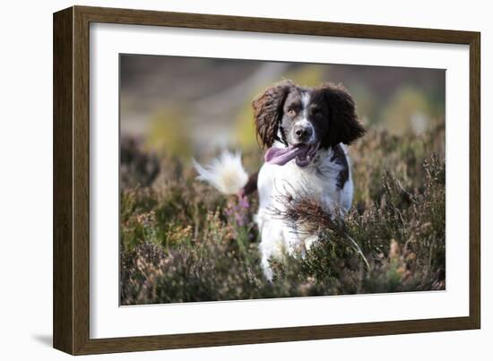 English Springer Spaniel Running Through Heather-null-Framed Photographic Print