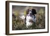 English Springer Spaniel Running Through Heather-null-Framed Photographic Print