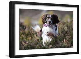 English Springer Spaniel Running Through Heather-null-Framed Photographic Print