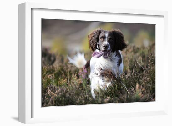 English Springer Spaniel Running Through Heather-null-Framed Photographic Print