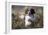 English Springer Spaniel Running Through Heather-null-Framed Photographic Print