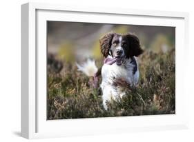 English Springer Spaniel Running Through Heather-null-Framed Photographic Print