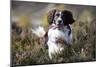 English Springer Spaniel Running Through Heather-null-Mounted Photographic Print