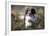 English Springer Spaniel Running Through Heather-null-Framed Photographic Print