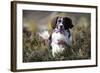 English Springer Spaniel Running Through Heather-null-Framed Photographic Print