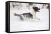 English Springer Spaniel Running Through the Snow-null-Framed Stretched Canvas