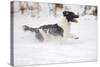 English Springer Spaniel Running Through the Snow-null-Stretched Canvas