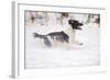 English Springer Spaniel Running Through the Snow-null-Framed Photographic Print