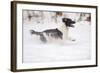 English Springer Spaniel Running Through the Snow-null-Framed Photographic Print