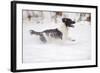 English Springer Spaniel Running Through the Snow-null-Framed Photographic Print
