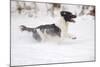 English Springer Spaniel Running Through the Snow-null-Mounted Photographic Print