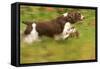 English Springer Spaniel Running-null-Framed Stretched Canvas