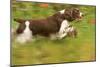 English Springer Spaniel Running-null-Mounted Photographic Print