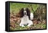 English Springer Spaniel Sitting in Leaves-null-Framed Stretched Canvas