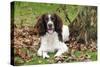 English Springer Spaniel Sitting in Leaves-null-Stretched Canvas