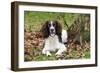 English Springer Spaniel Sitting in Leaves-null-Framed Photographic Print