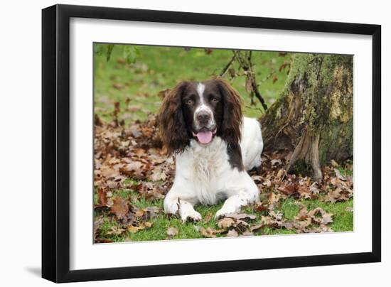 English Springer Spaniel Sitting in Leaves-null-Framed Photographic Print