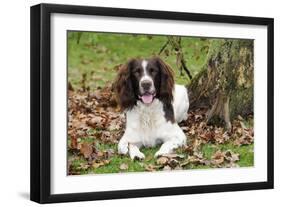 English Springer Spaniel Sitting in Leaves-null-Framed Photographic Print