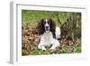 English Springer Spaniel Sitting in Leaves-null-Framed Photographic Print