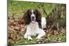 English Springer Spaniel Sitting in Leaves-null-Mounted Photographic Print