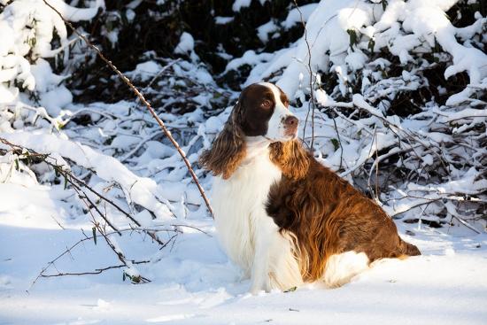 'English springer spaniel sitting in snow portrait, USA' Photographic ...