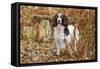 English Springer Spaniel Standing in Ferns-null-Framed Stretched Canvas
